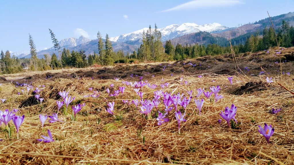 Fioletowy dywan tysięcy krokusów kwitnących w Dolinie Chochołowskiej na tle ośnieżonych szczytów Tatr Zachodnich.