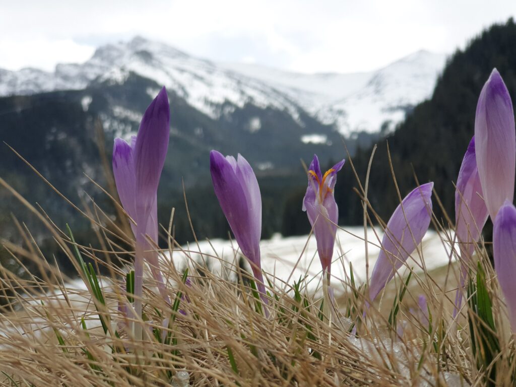 Wiosenne krokusy na Polanie Kalatówki z widokiem na ośnieżone szczyty Tatr.