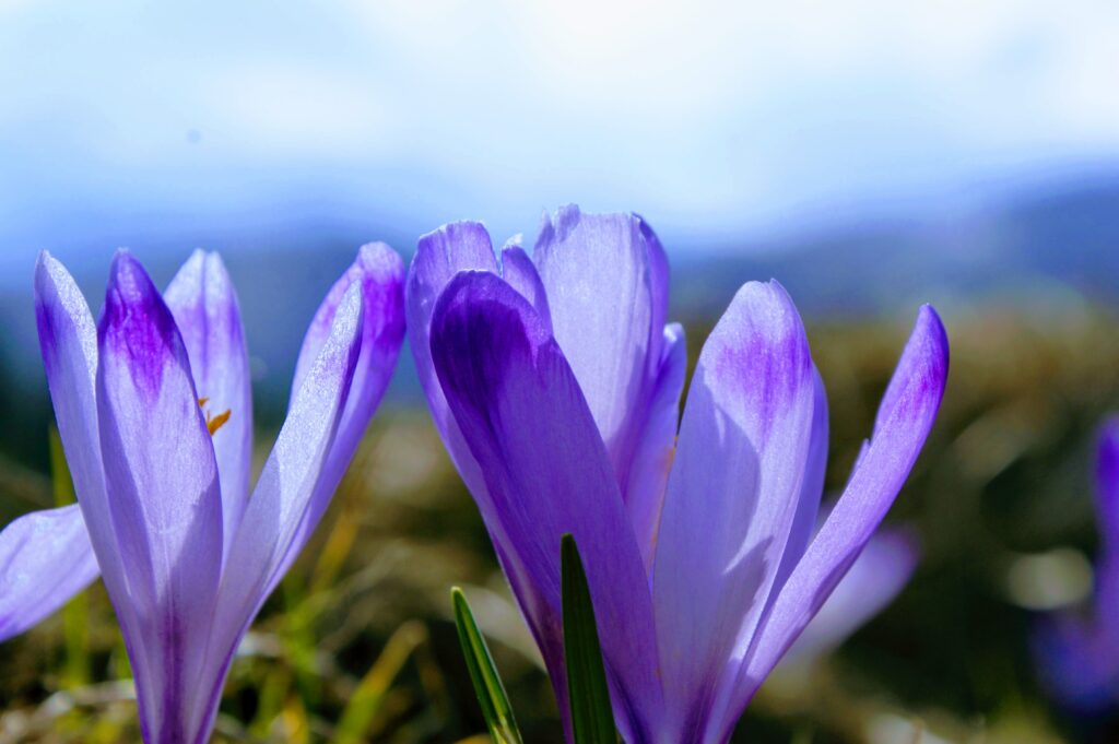 Fioletowe krokusy w Tatrach kwitnące wczesną wiosną na górskiej polanie.