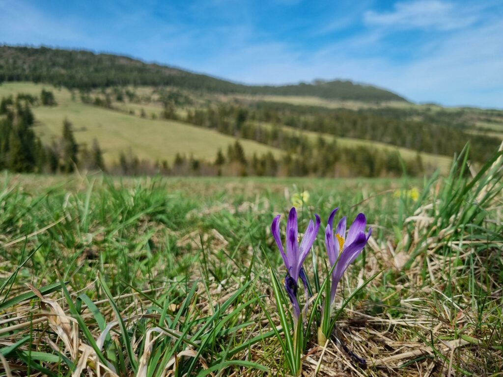 Fioletowe krokusy w Tatrach Słowackich na spokojnym szlaku w Zubercu