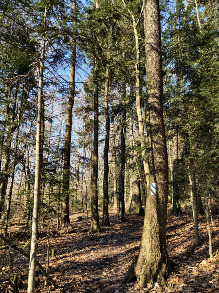 Leśna ścieżka przyrodnicza o naturalnym podłożu, prowadząca przez Puszczę Jodłową w Świętokrzyskim Parku Narodowym na szczyt Łysej Góry.
