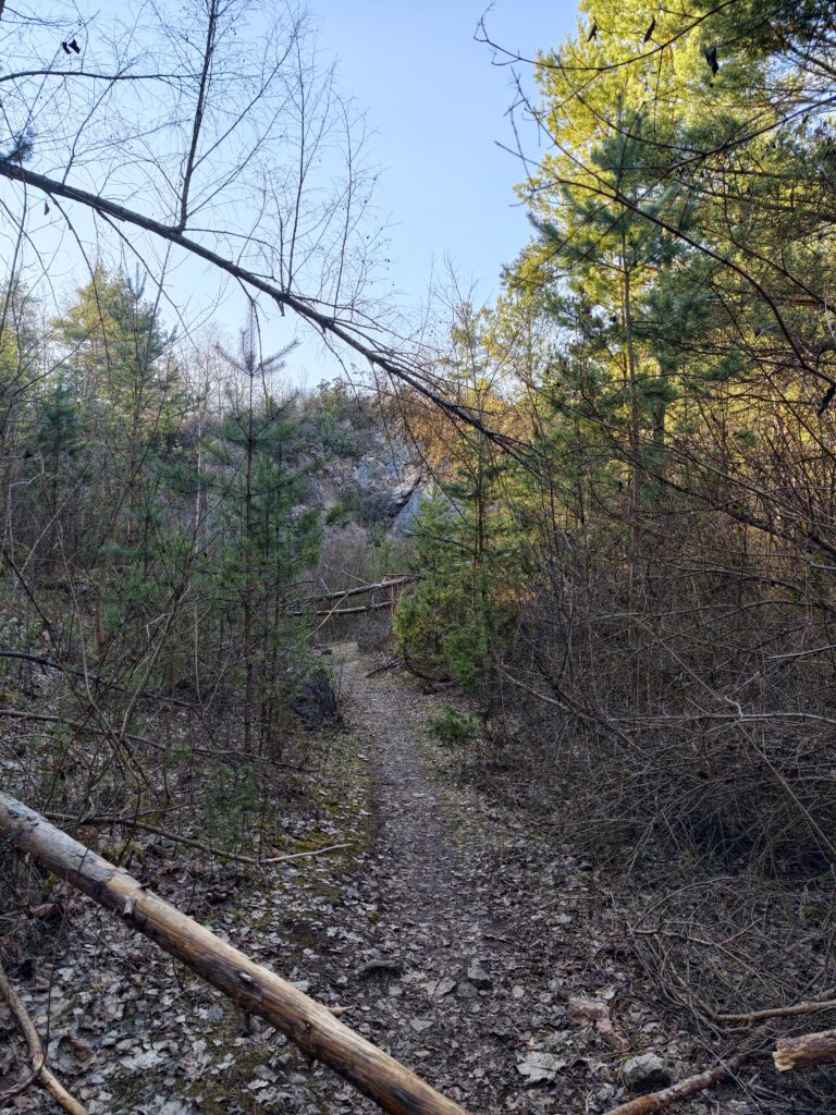 Szeroka, leśna ścieżka na początkowym odcinku żółtego szlaku prowadzącego na górę Miedzianka, otoczona zielonymi drzewami.