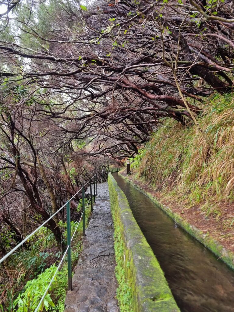 Mroczny, naturalny tunel utworzony z gigantycznych wrzośców drzewiastych nad ścieżką szlaku Levada das 25 Fontes.