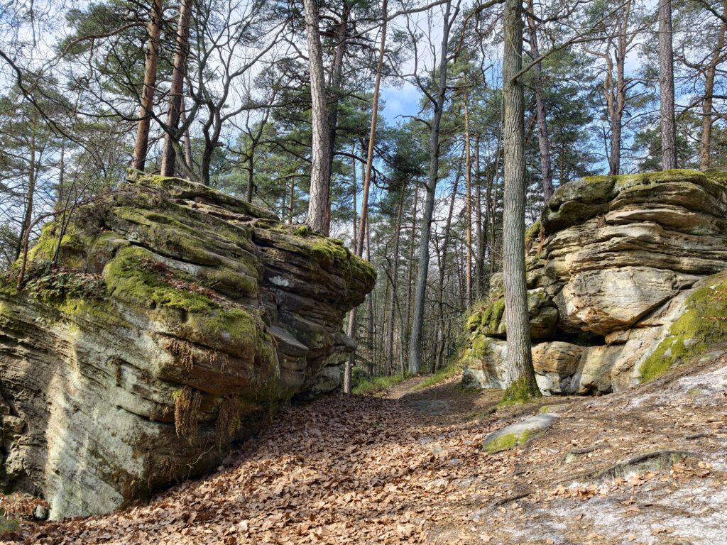 Dolne partie piaskowcowych skał porośnięte intensywnie zielonym mchem w wilgotnej części lasu.