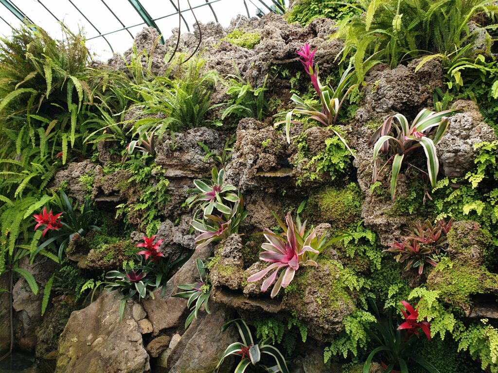 Wnętrze historycznej Palmiarni w Wałbrzychu, pełne bujnej, egzotycznej roślinności. Ściany obiektu pokryte są tufem wulkanicznym sprowadzonym prosto z sycylijskiej Etny.