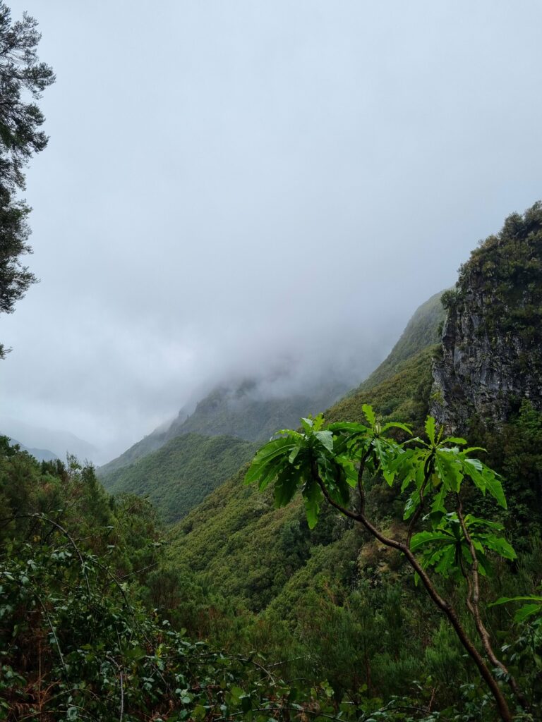 Rozległy widok ze szlaku lewady na stromo opadającą dolinę Rabaçal, gęsto porośniętą bujną zielenią prastarego lasu wawrzynolistnego na Maderze.