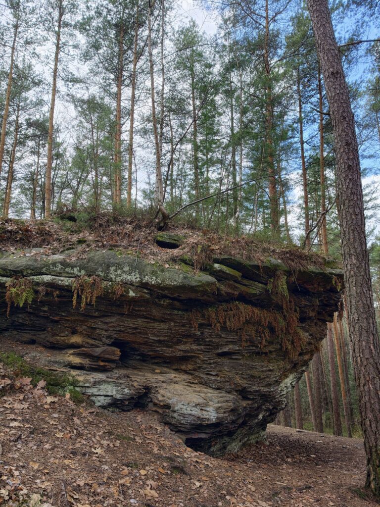 Zielone liście paproci wyrastające z wąskiej szczeliny w rdzawym piaskowcu na terenie rezerwatu Skałki Piekło pod Niekłaniem.