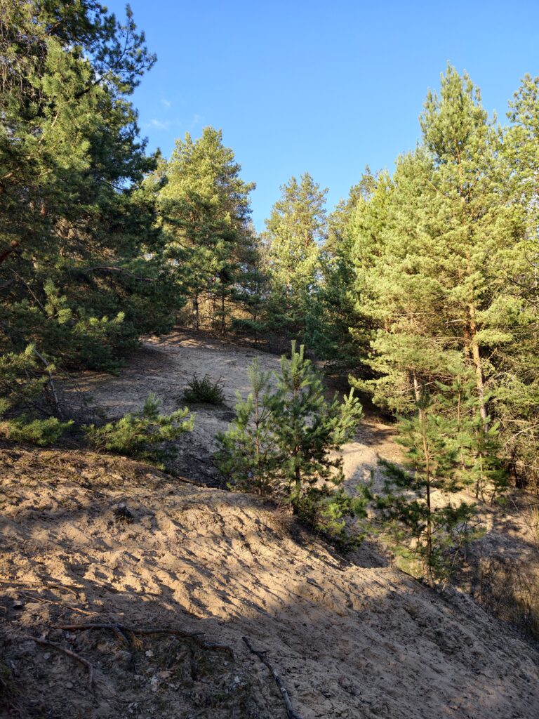 Jasny, piaszczysty fragment ścieżki na szlaku turystycznym prowadzącym na szczyt Miedzianki w Górach Świętokrzyskich.