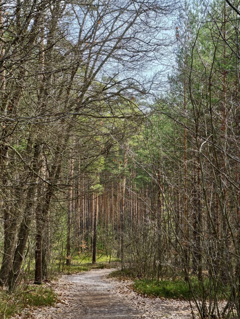 Przyjemna, malownicza ścieżka leśna prowadząca wśród drzew do rezerwatu Skałki Piekło pod Niekłaniem.