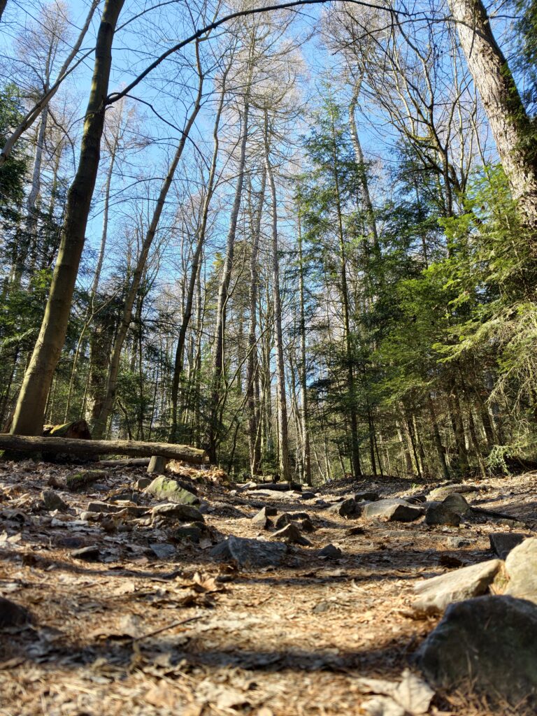 Szeroka leśna ścieżka niebieskiego szlaku otoczona starymi, wysokimi drzewami w Puszczy Jodłowej.