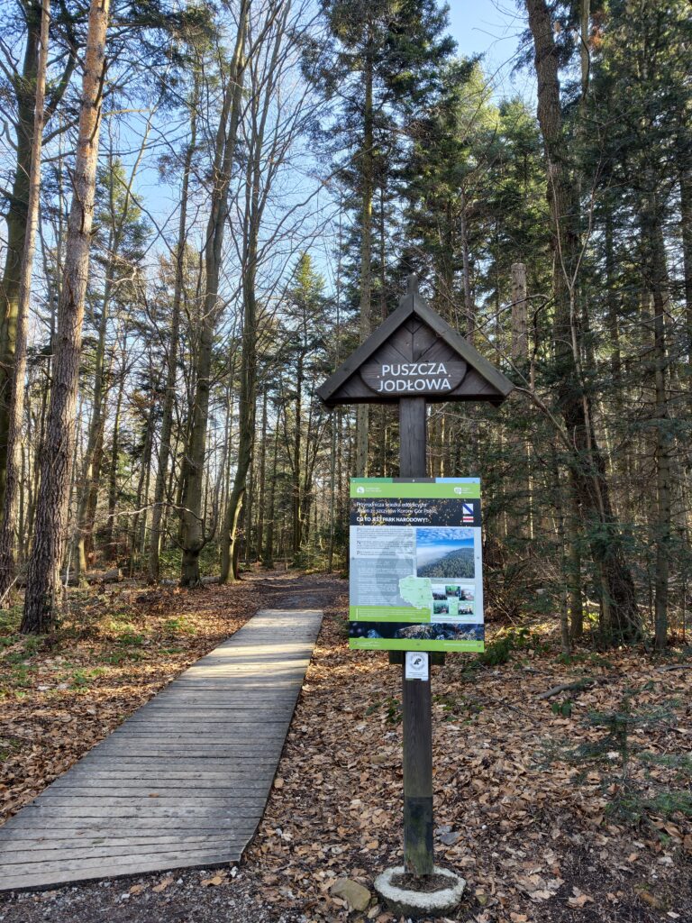 Kamienista ścieżka i drewniane podesty w gęstej Puszczy Jodłowej podczas wejścia na Łysicę.