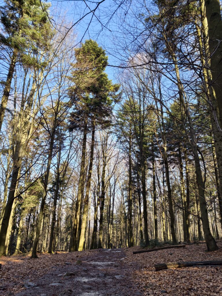 Gęsty las i wysokie jodły na czerwonym szlaku prowadzącym na Łysicę w Świętokrzyskim Parku Narodowym.
