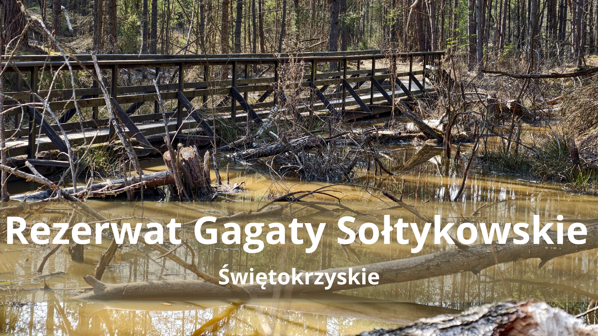 Gagaty Sołtykowskie – Śladami dinozaurów w Świętokrzyskiem