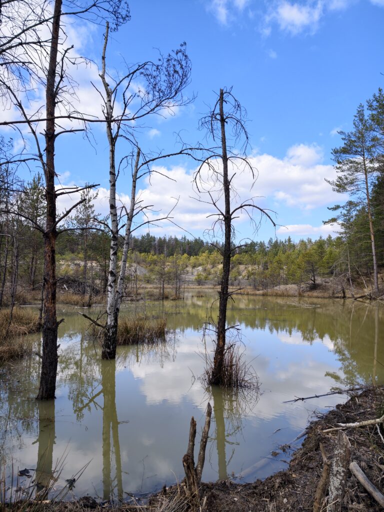 Leśne rozlewisko o rdzawym kolorze wody z martwymi drzewami w rezerwacie przyrody Gagaty Sołtykowskie.