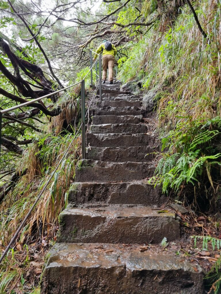 Strome kamienne schody i gęsty las na początku szlaku PR6 Levada das 25 Fontes w dolinie Rabaçal na Maderze.