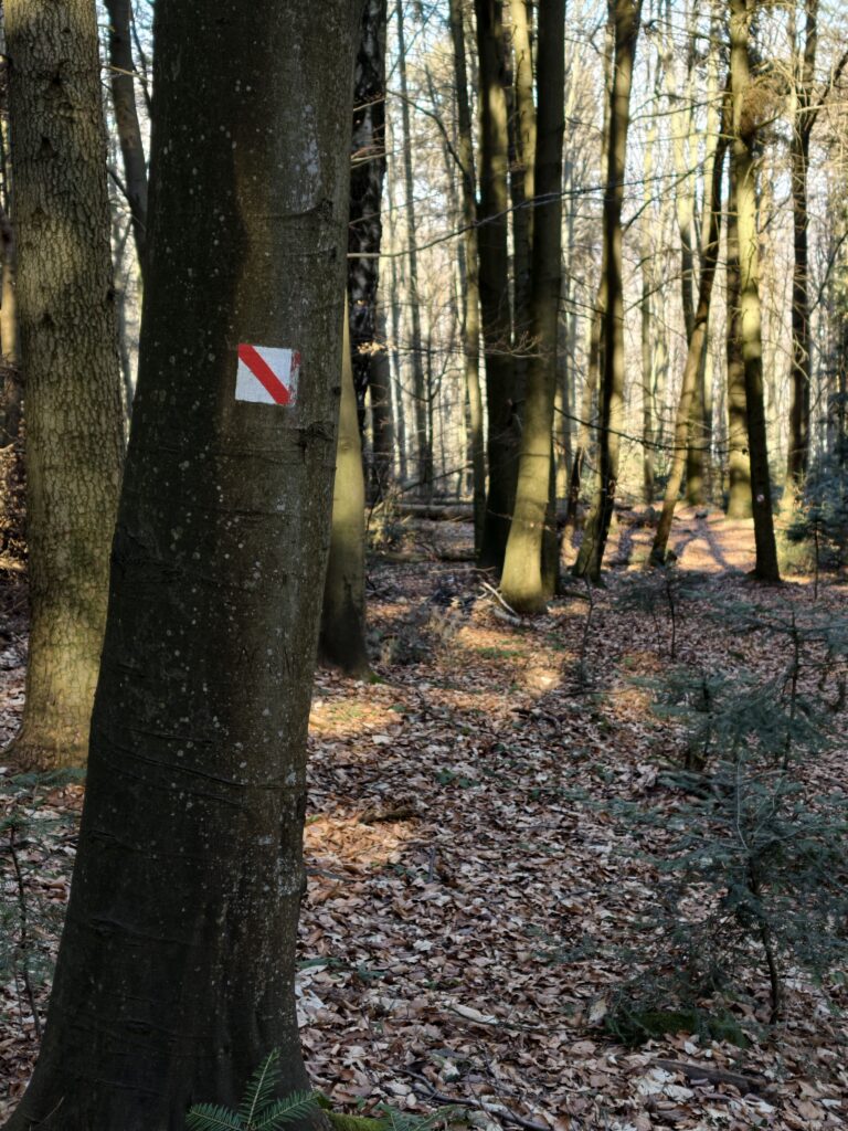 Szlak przy leśnej ścieżce edukacyjnej w Puszczy Jodłowej w drodze powrotnej z Łysej Góry