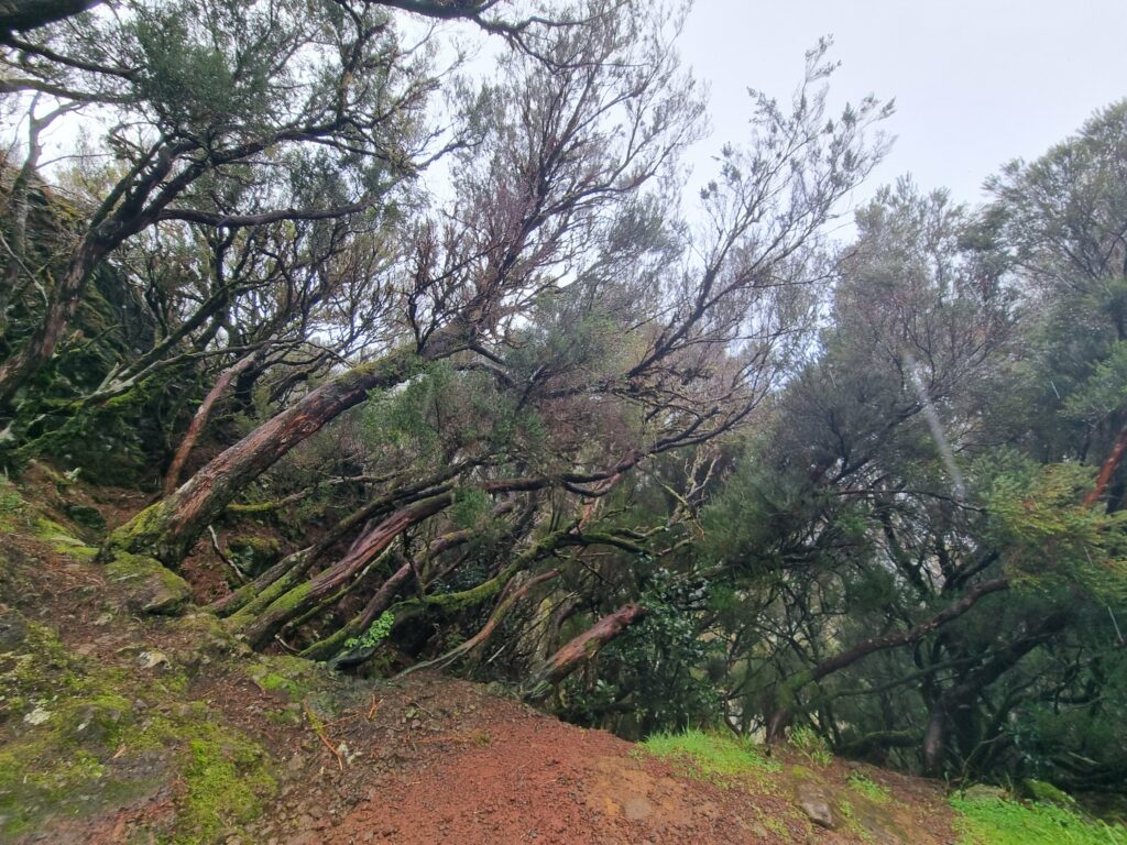 Płaska, ubita ścieżka trekkingowa prowadząca przez gęsty, zielony las wawrzynolistny wzdłuż lewady Risco na Maderze.