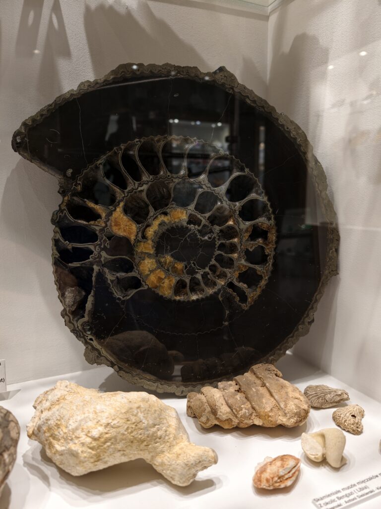Wystawa dawnych skamieniałości w Muzeum Minerałów i Skamieniałości w Świętej Katarzynie.
