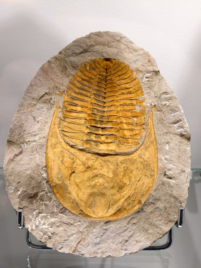 Ekspozycja prehistorycznych skamieniałości w Muzeum Minerałów w Świętej Katarzynie.