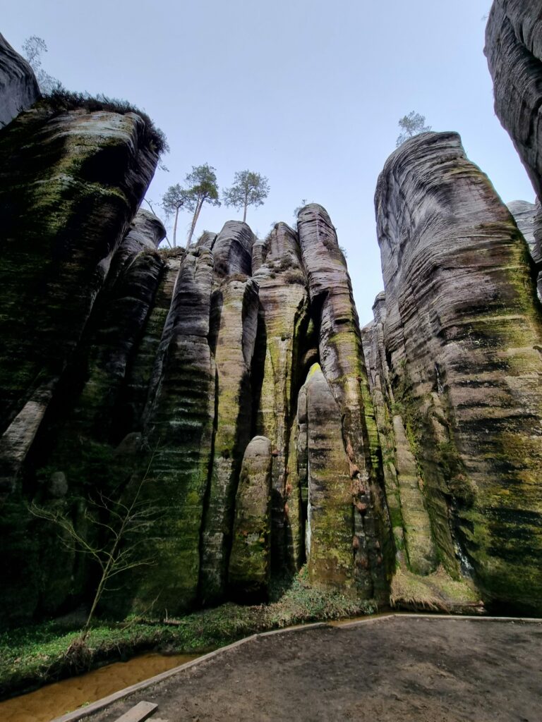 Szeroka, płaska, piaszczysta ścieżka turystyczna pomiędzy monumentalnymi, jasnymi ścianami z piaskowca i gęstym lasem iglastym w czeskim Adršpachu.
