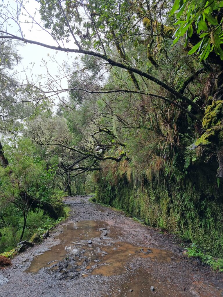 Szeroka i płaska ścieżka wzdłuż lewady Risco, otoczona bujną zielenią prastarego lasu laurissilva.