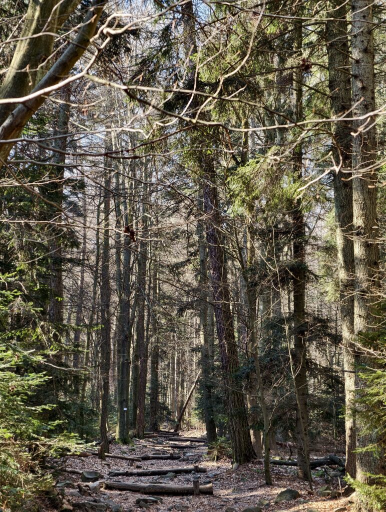 Drewniane schody i wystające korzenie drzew na Drodze Królewskiej w gęstej Puszczy Jodłowej.