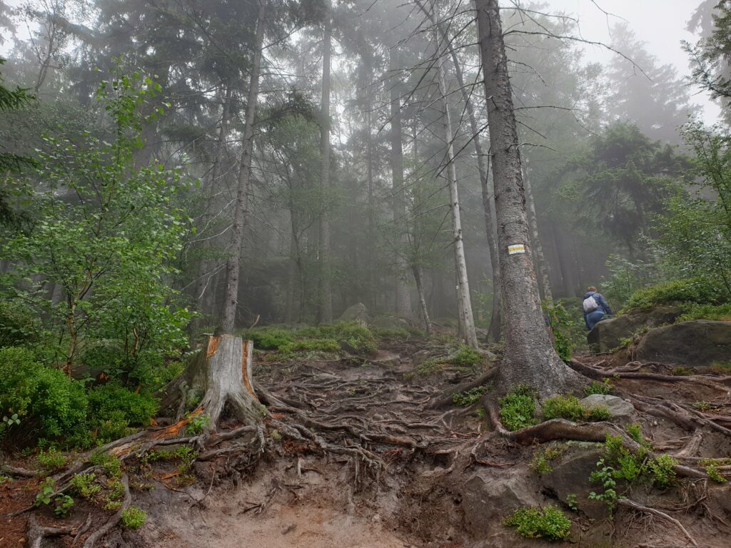 Spokojny żółty szlak turystyczny prowadzący przez las u podnóża Szczelińca Małego w stronę Szczelińca Wielkiego.