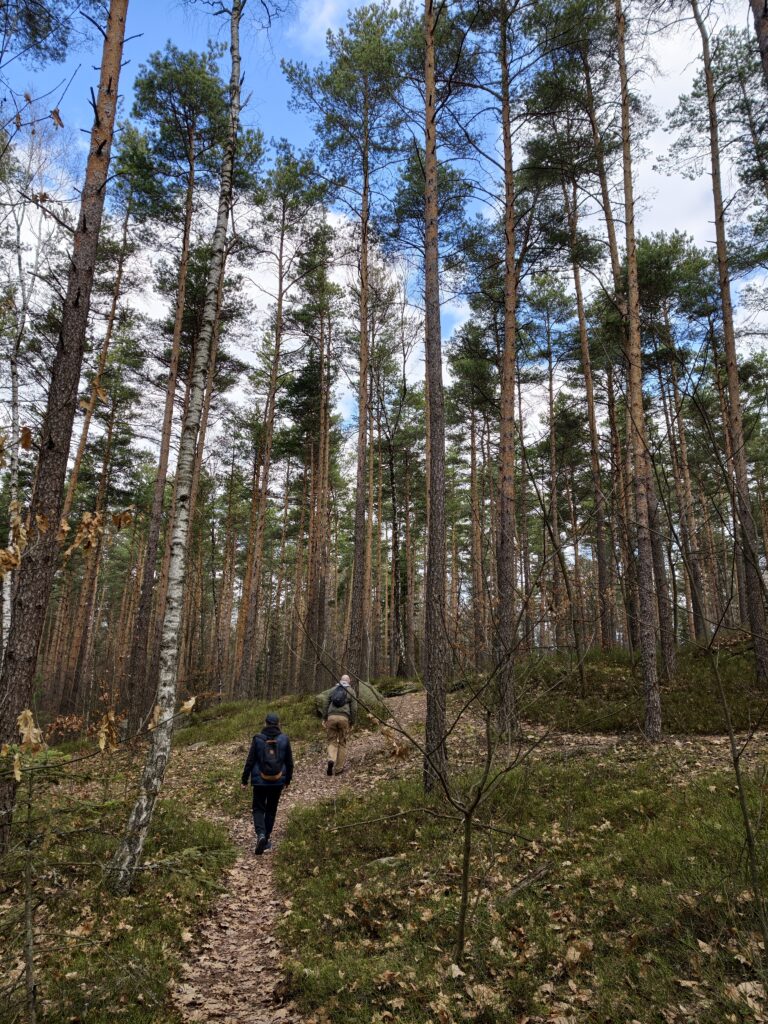 Turyści spacerujący leśnym szlakiem pomiędzy wysokimi drzewami i piaskowcowymi formacjami w środku rezerwatu Skałki Piekło pod Niekłaniem.