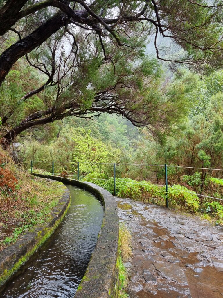 Wąska ścieżka trekkingowa tuż obok kanału wodnego lewady 25 Fontes, otoczena gęstym lasem Laurissilva.
