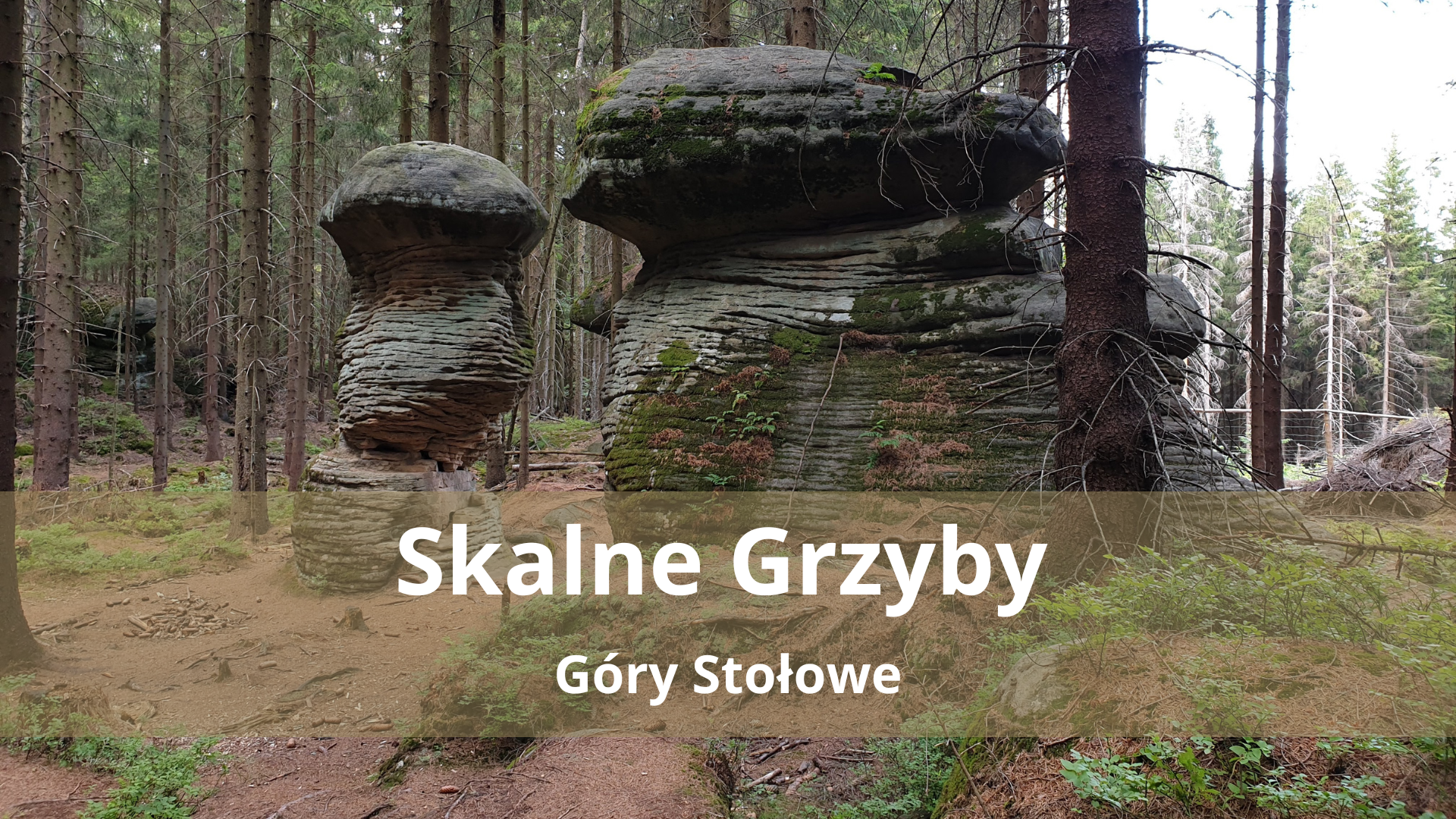 Skalne Grzyby w Górach Stołowych – Przewodnik