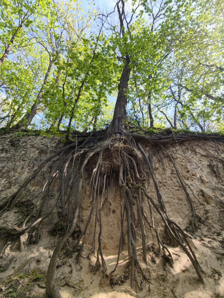 Imponujące, obnażone korzenie starych drzew liściastych zwisające ze stromych ścian w sandomierskim wąwozie lessowym.