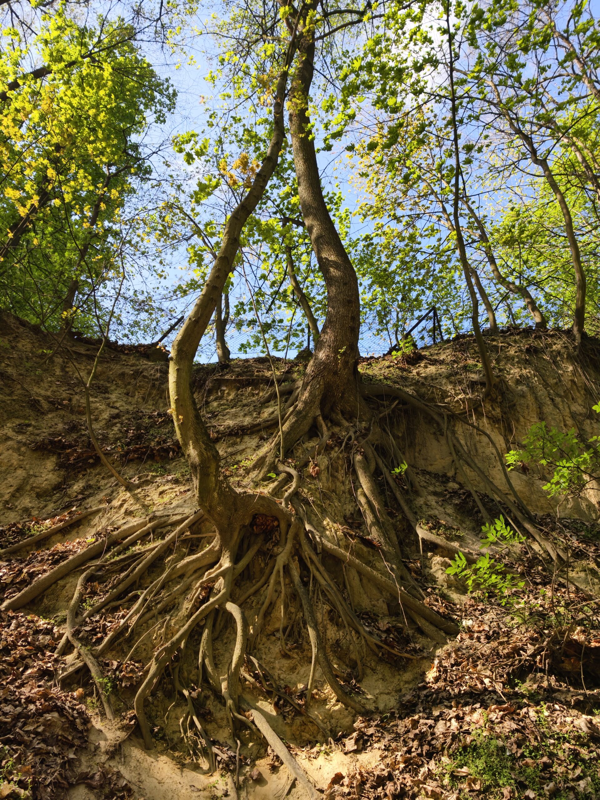Ogromne, splątane korzenie starego drzewa obnażone na stromej ścianie w sandomierskim wąwozie lessowym.