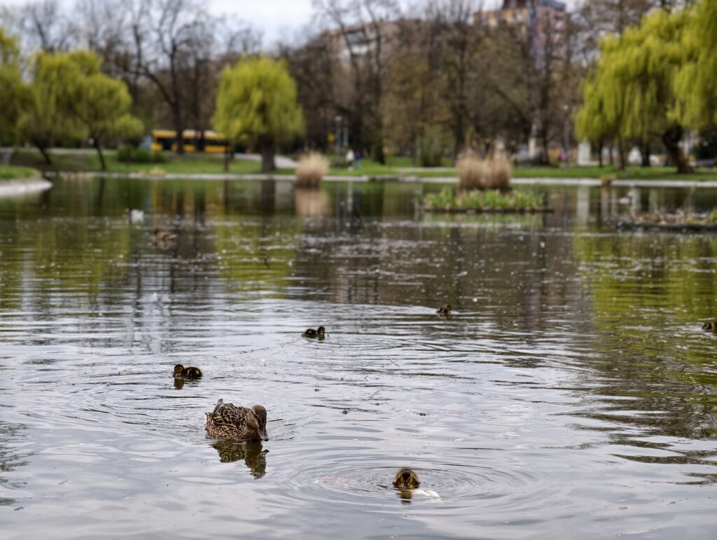 Staw z pływającymi kaczkami w zabytkowym Parku Miejskim imienia Stanisława Staszica w Kielcach.