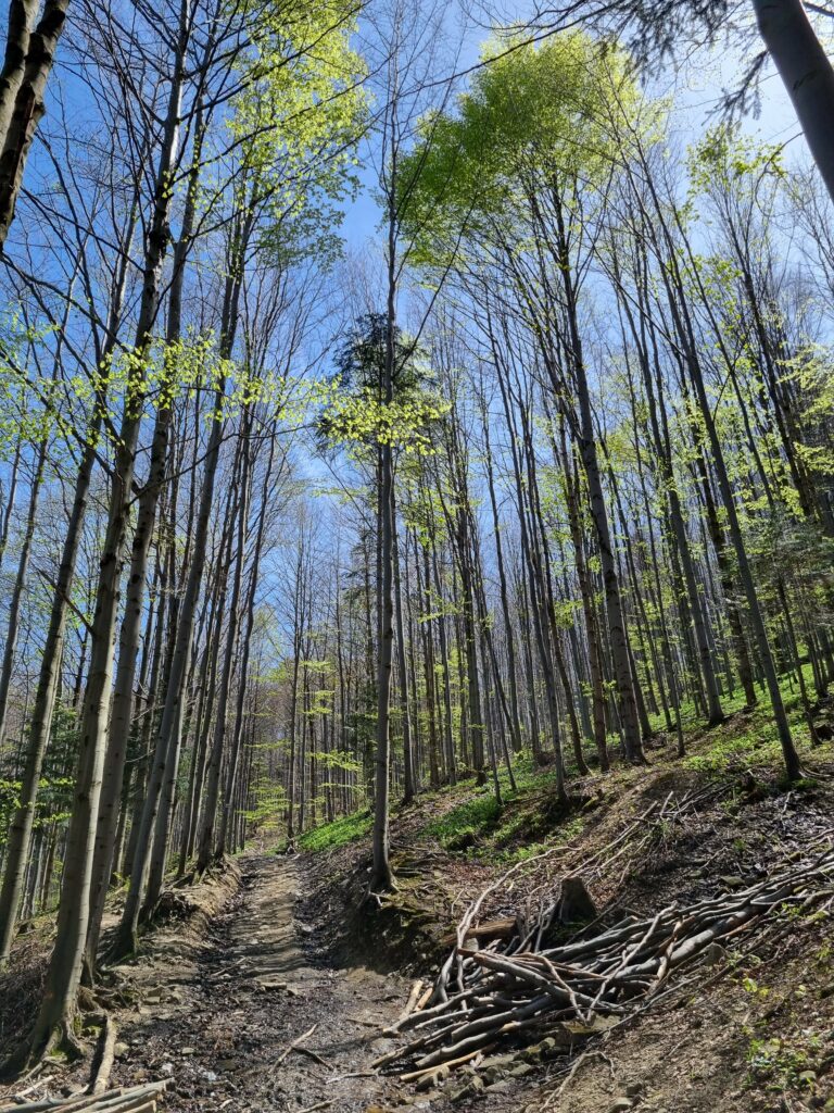 Leśna ścieżka pełna wystających korzeni na niebieskim szlaku prowadzącym na Mosorny Groń.