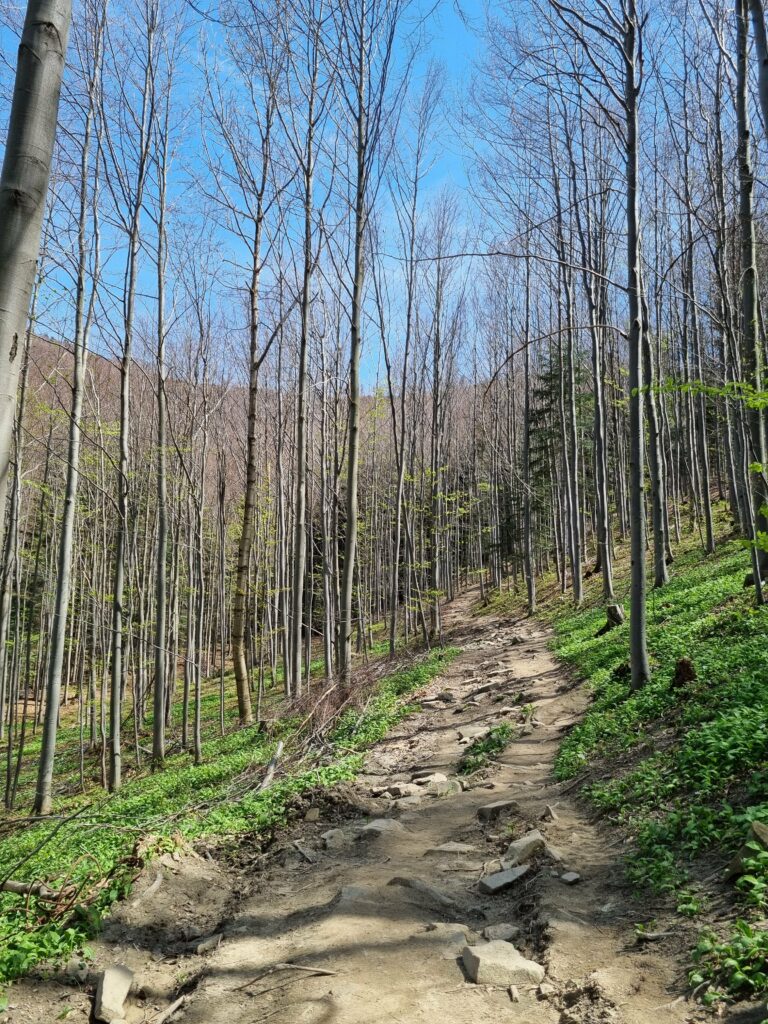 Kamienista, stroma leśna ścieżka pełna wystających korzeni na niebieskim szlaku prowadzącym na Mosorny Groń.