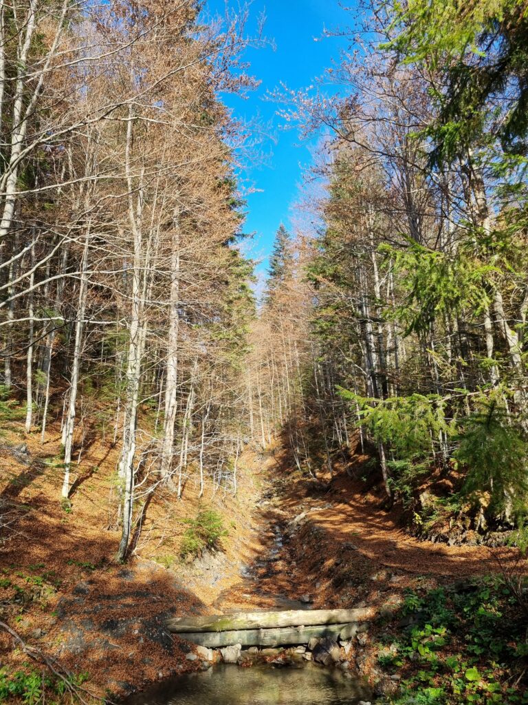 Wąska, leśna ścieżka prowadząca przez gęsty las iglasty na zielonym szlaku na Magurki w Gorcach.