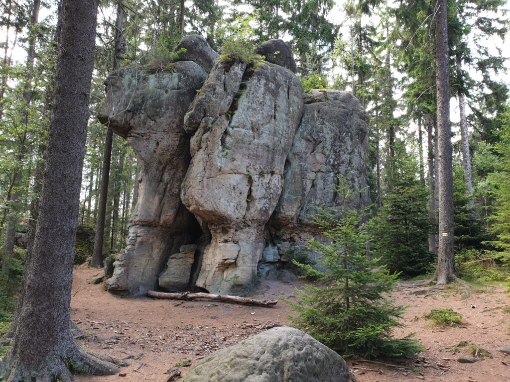 Imponująca formacja skalna z piaskowca w kształcie grzyba otoczona przez gęsty las świerkowy w Górach Stołowych.
