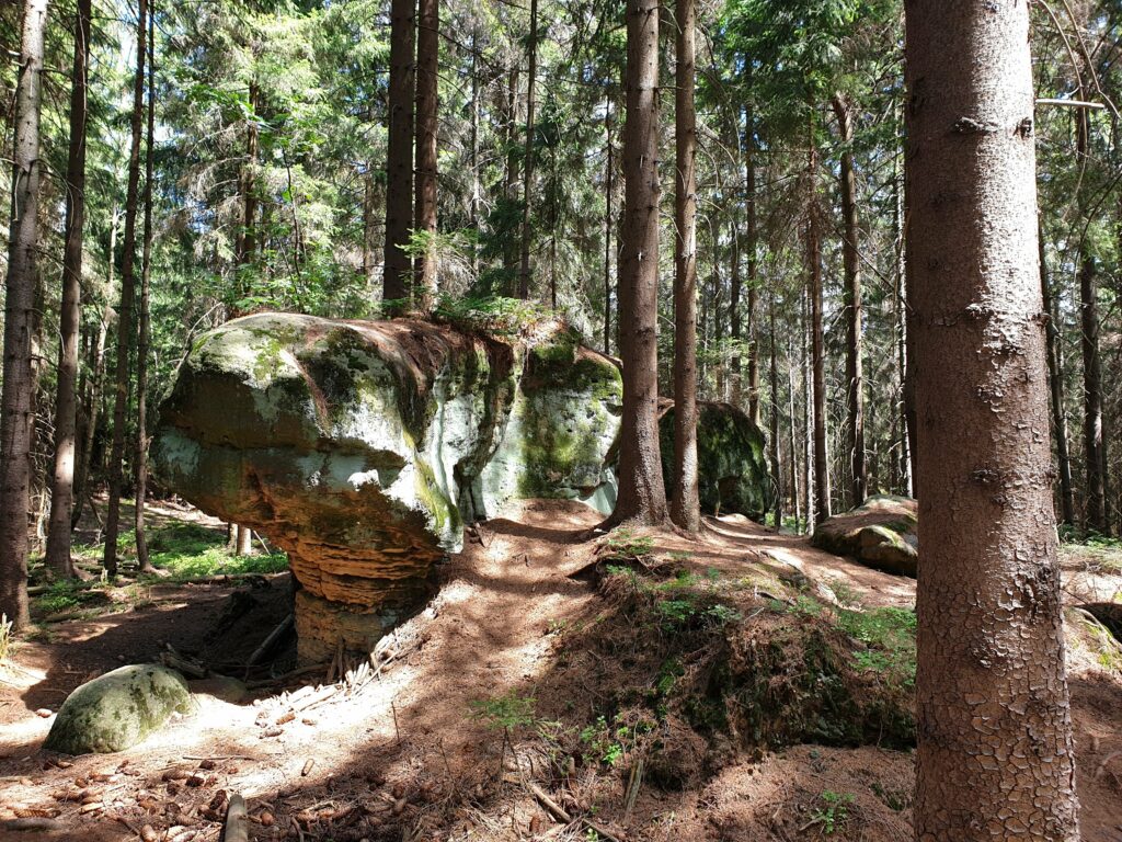 Duża formacja z piaskowca przypominająca grzyba, wyrastająca w gęstym lesie w Górach Stołowych.