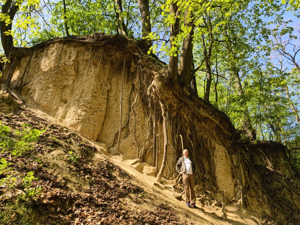 Pionowe ściany z lessu i odsłonięte korzenie starych drzew w Wąwozie Królowej Jadwigi w Sandomierzu.