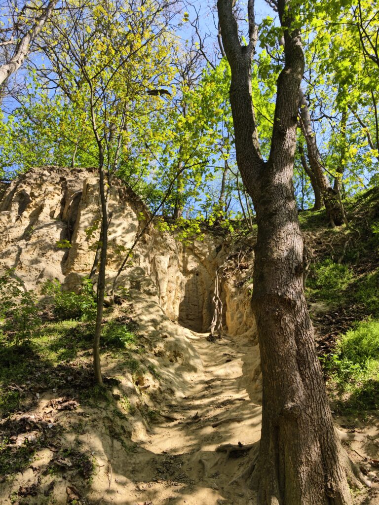 Stroma, piaszczysta ścieżka i wysokie, nieregularne ściany lessowe w słoneczny dzień w Wąwozie Królowej Jadwigi w Sandomierzu.