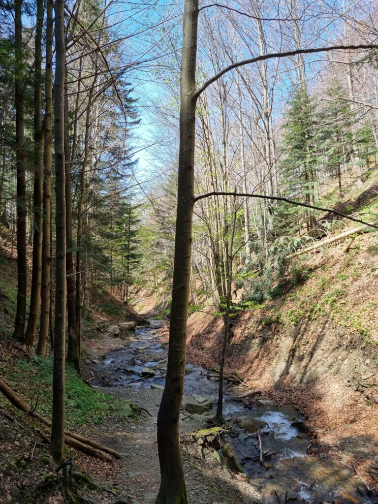 Krystalicznie czysty, górski potok płynący wzdłuż leśnej ścieżki w Beskidzie Żywieckim.