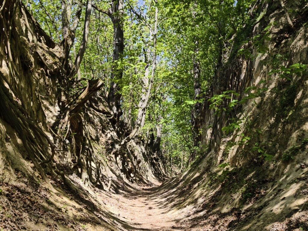 Piaszczyste dno i zielona ścieżka spacerowa w sandomierskim Wąwozie Królowej Jadwigi.