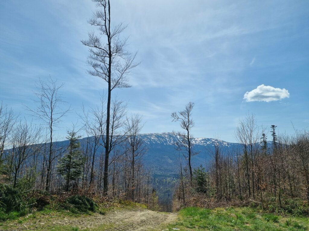Rozległa, górska panorama na potężny masyw Babiej Góry widoczna ze szczytu Mosornego Gronia.