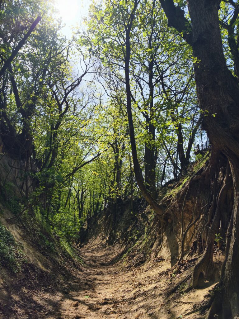 Widok na wydeptaną ścieżkę Wąwozu Królowej Jadwigi w Sandomierzu, zacienioną przez gęsty baldachim z zielonych liści i zwisające korzenie.