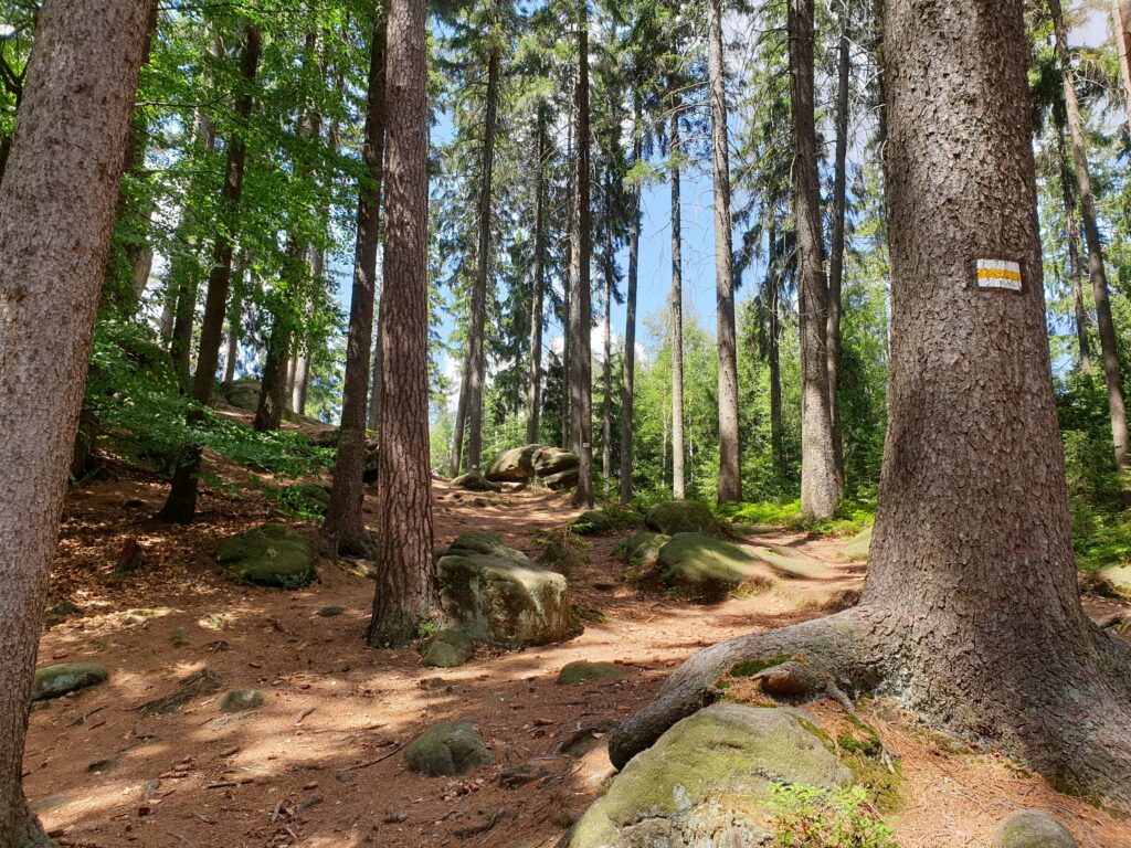 Pusta ścieżka prowadząca żółtym szlakiem turystycznym wśród wysokich świerków i pierwszych głazów.