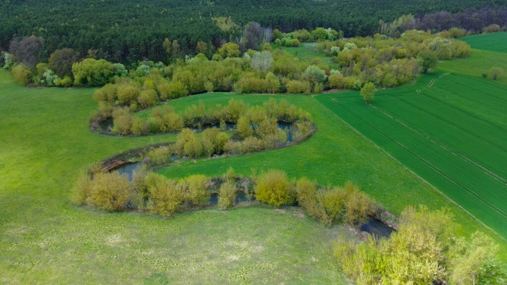 Widok z drona na mocno meandrującą rzekę Kamienną płynącą wśród zielonych łąk i zarośli w okolicach Ćmielowa.