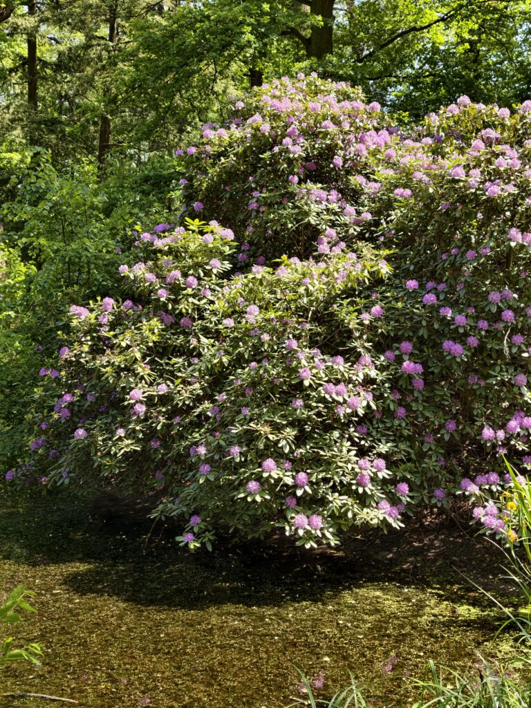 Okazały krzew kwitnących fioletowo-różowych rododendronów w parku Zamku w Mosznej wiosną
