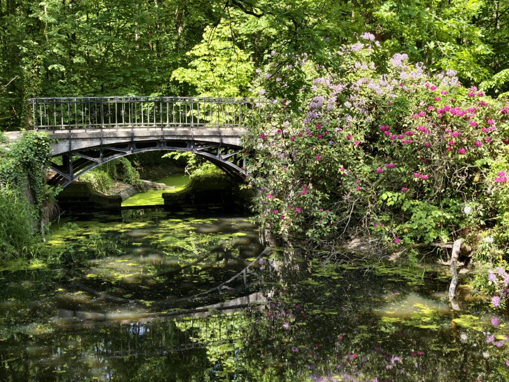 Zabytkowy kuty mostek nad stawem w parku Zamku w Mosznej, obok kwitnące różowe rododendrony