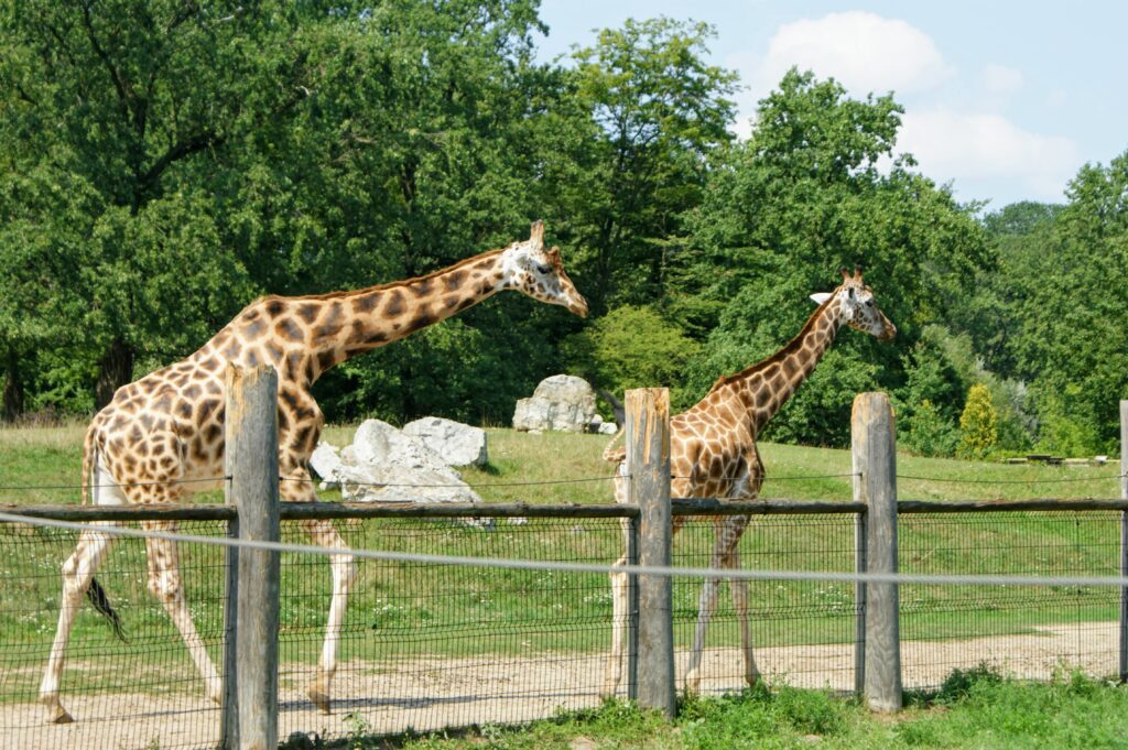 Dwie żyrafy na trawiastym wybiegu w Zoo Opole otoczonym drewnianym ogrodzeniem i zielenią