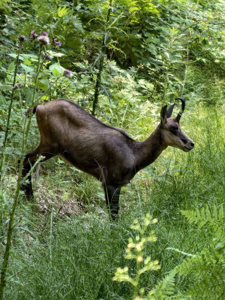 Kozica alpejska na leśnym szlaku między Mala a Velika Osojnica